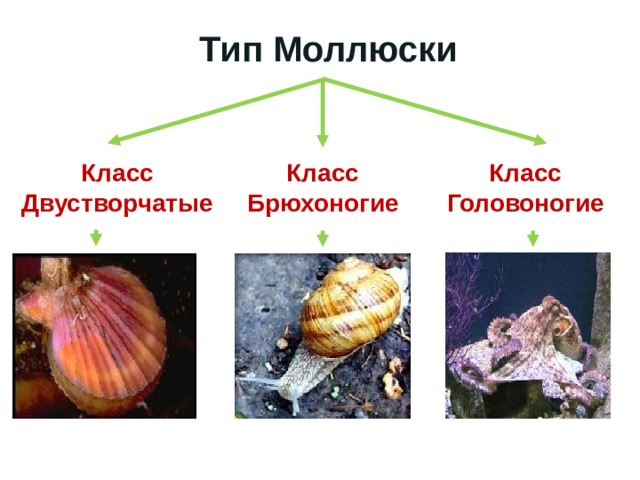 Тип Моллюски  Класс Класс Класс Брюхоногие Головоногие Двустворчатые 