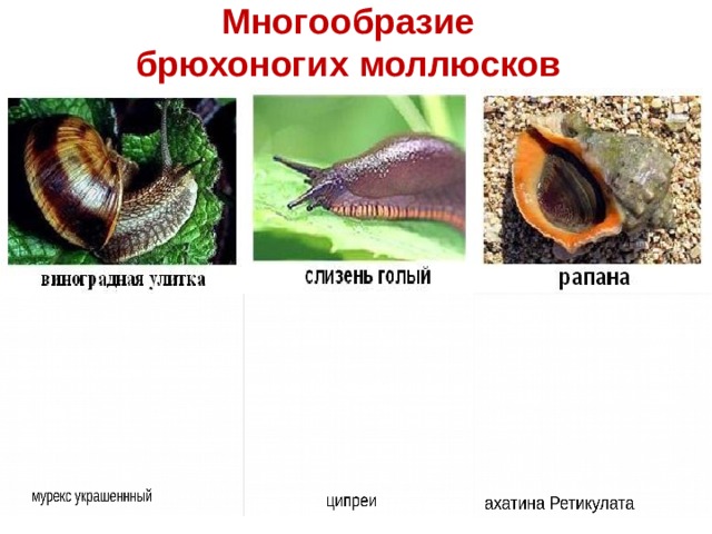 Многообразие брюхоногих моллюсков  