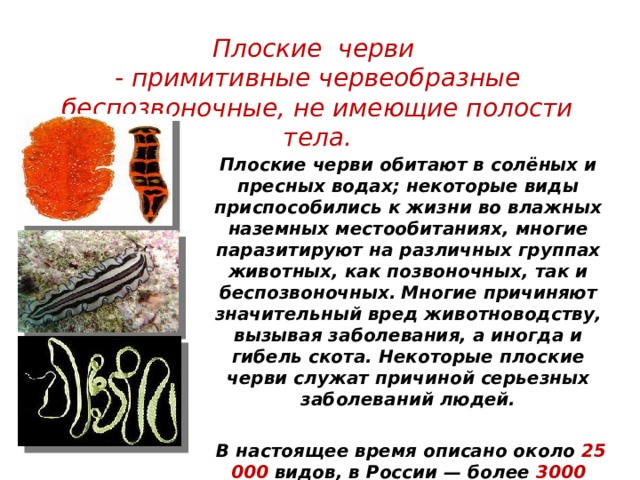 Плоские черви - примитивные червеобразные беспозвоночные, не имеющие полости тела. Плоские черви обитают в солёных и пресных водах; некоторые виды приспособились к жизни во влажных наземных местообитаниях, многие паразитируют на различных группах животных, как позвоночных, так и беспозвоночных.  Многие причиняют значительный вред животноводству, вызывая заболевания, а иногда и гибель скота. Некоторые плоские черви служат причиной серьезных заболеваний людей.   В настоящее время описано около 25 000 видов, в России — более 3000 видов  . 