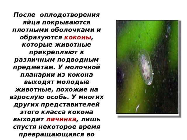 После оплодотворения яйца покрываются плотными оболочками и образуются коконы , которые животные прикрепляют к различным подводным предметам. У молочной планарии из кокона выходят молодые животные, похожие на взрослую особь. У многих других представителей этого класса кокона выходит личинка , лишь спустя некоторое время превращающаяся во взрослое животное (развитие с метаморфозом). 