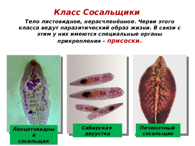 Класс Сосальщики  Тело листовидное, нерасчленённое. Черви этого класса ведут паразитический образ жизни. В связи с этим у них имеются специальные органы прикрепления – присоски. Сибирская  двуустка Печеночный сосальщик Ланцетовидный  сосальщик 