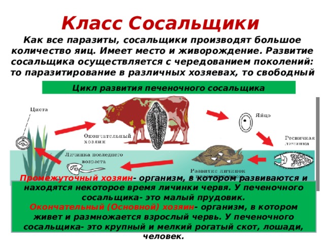 Класс Сосальщики Как все паразиты, сосальщики производят большое количество яиц. Имеет место и живорождение. Развитие сосальщика осуществляется с чередованием поколений: то паразитирование в различных хозяевах, то свободный образ жизни .  Цикл развития печеночного сосальщика  Промежуточный хозяин - организм, в котором развиваются и находятся некоторое время личинки червя. У печеночного сосальщика- это малый прудовик. Окончательный (Основной) хозяин -  организм, в котором живет и размножается взрослый червь. У печеночного сосальщика- это крупный и мелкий рогатый скот, лошади, человек.  