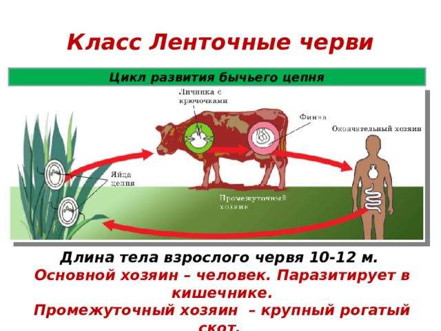 Класс Ленточные черви Цикл развития бычьего цепня Длина тела взрослого червя 10-12 м. Основной хозяин – человек. Паразитирует в кишечнике. Промежуточный хозяин – крупный рогатый скот. 