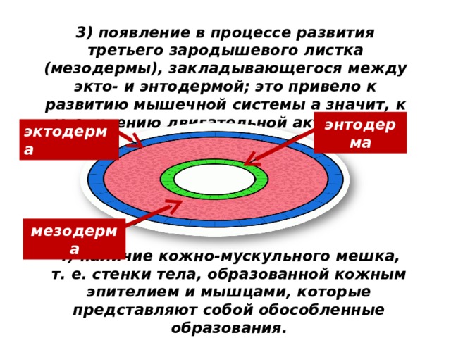 3) появление в процессе развития третьего зародышевого листка (мезодермы), закладывающегося между экто- и энтодермой; это привело к развитию мышечной системы а значит, к увеличению двигательной активности; энтодерма эктодерма мезодерма 4) наличие кожно-мускульного мешка, т. е. стенки тела, образованной кожным эпителием и мышцами, которые представляют собой обособленные образования. 