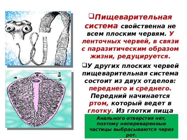 Пищеварительная система свойственна не всем плоским червям. У ленточных червей, в связи с паразитическим образом жизни, редуцируется. У других плоских червей пищеварительная система состоит из двух отделов: переднего и среднего. Передний начинается ртом, который ведет в глотку. Из глотки пища переходит в пищевод, а затем в кишечник , ветви которого заканчиваются слепо . Анального отверстия нет, поэтому непереваренные частицы выбрасываются через рот.  