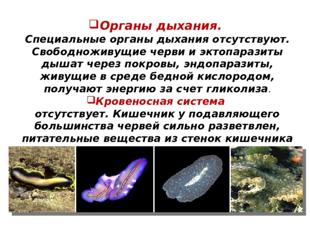 Органы дыхания. Специальные органы дыхания отсутствуют. Свободноживущие черви и эктопаразиты дышат через покровы, эндопаразиты, живущие в среде бедной кислородом, получают энергию за счет гликолиза . Кровеносная система отсутствует. Кишечник у подавляющего большинства червей сильно разветвлен, питательные вещества из стенок кишечника диффундируют по тканевой жидкости в клетки органов.  