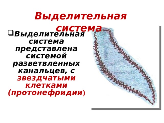 Выделительная система Выделительная система представлена системой разветвленных канальцев, с звездчатыми клетками (протонефридии ) 