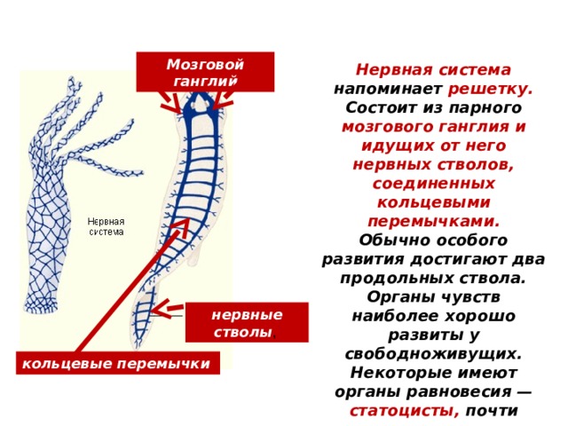 Мозговой ганглий Нервная система напоминает решетку. Состоит из парного мозгового ганглия и идущих от него нервных стволов, соединенных кольцевыми перемычками. Обычно особого развития достигают два продольных ствола. Органы чувств наиболее хорошо развиты у свободноживущих. Некоторые имеют органы равновесия — статоцисты, почти всегда имеются глаза. Есть рецепторы для восприятия механических и химических раздражений . нервные стволы , кольцевые перемычки   