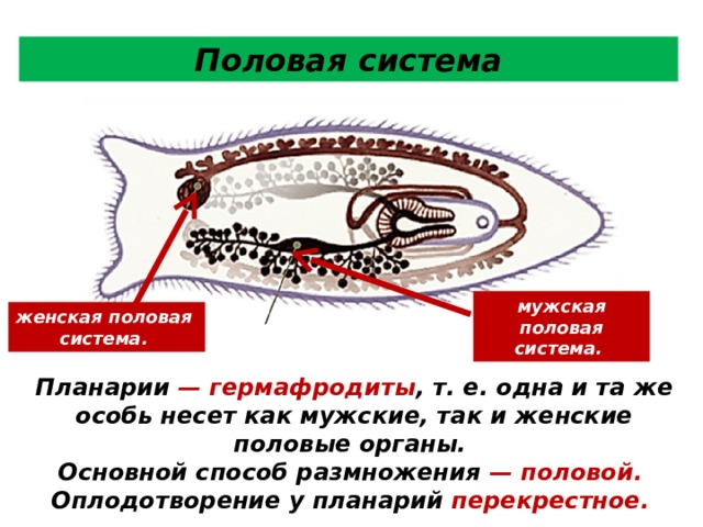Половая система мужская половая система. женская половая система. мужская половая система. Планарии — гермафродиты , т. е. одна и та же особь несет как мужские, так и женские половые органы. Основной способ размножения — половой. Оплодотворение у планарий перекрестное. 