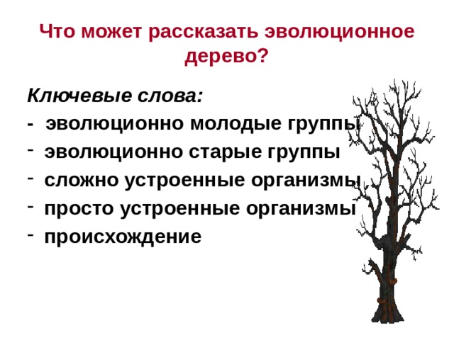 Что может рассказать эволюционное дерево? Ключевые слова: - эволюционно молодые группы эволюционно старые группы сложно устроенные организмы просто устроенные организмы происхождение 
