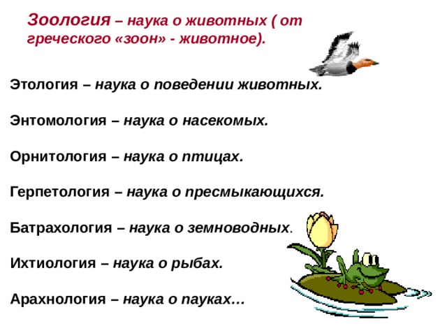Зоология – наука о животных ( от греческого «зоон» - животное). Этология – наука о поведении животных.  Энтомология – наука о насекомых.  Орнитология – наука о птицах.  Герпетология – наука о пресмыкающихся.  Батрахология – наука о земноводных . Ихтиология – наука о рыбах.  Арахнология – наука о пауках…   