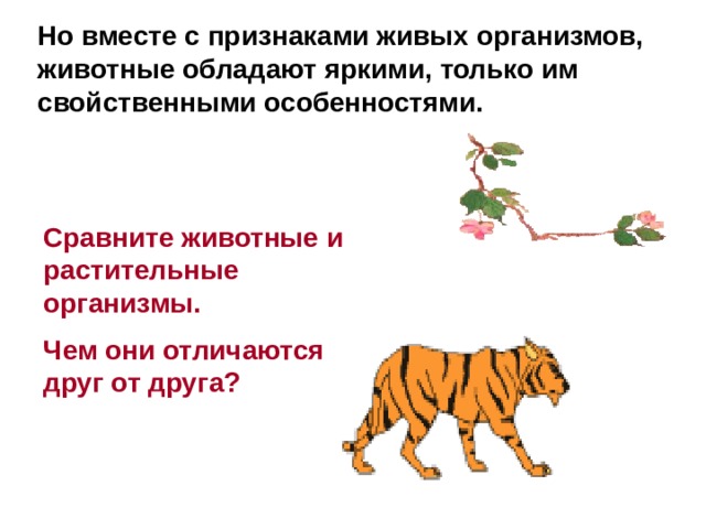 Но вместе с признаками живых организмов, животные обладают яркими, только им свойственными особенностями.  Сравните животные и растительные организмы. Чем они отличаются друг от друга?  