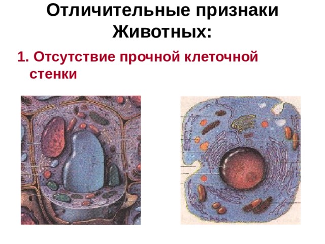 Отличительные признаки Животных:   1. Отсутствие прочной клеточной стенки 