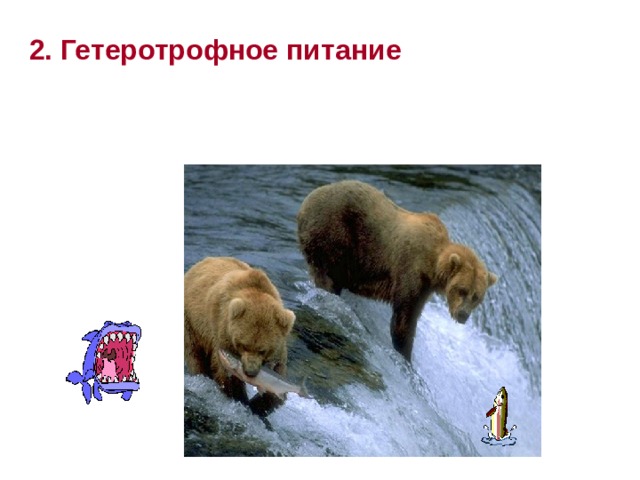 2. Гетеротрофное питание 