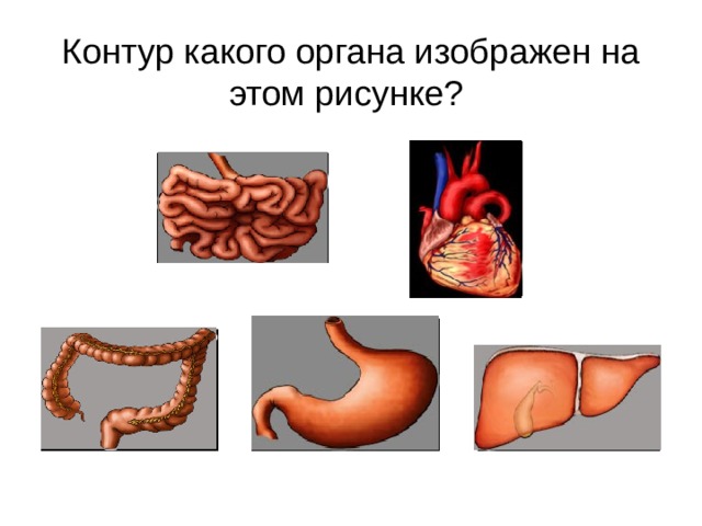 Контур какого органа изображен на этом рисунке? 