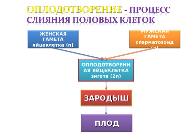МУЖСКАЯ ГАМЕТА сперматозоид ( n) ЖЕНСКАЯ ГАМЕТА яйцеклетка (n) ОПЛОДОТВОРЕННАЯ ЯЙЦЕКЛЕТКА зигота (2 n) ЗАРОДЫШ ПЛОД 