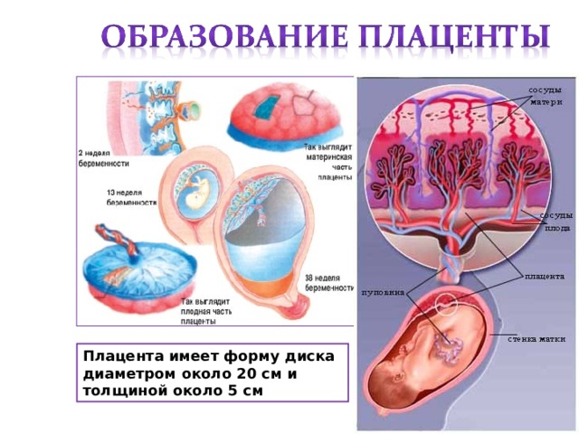 Плацента имеет форму диска диаметром около 20 см и толщиной около 5 см 