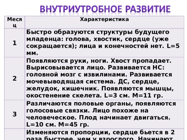 Месяц Характеристика 1 Быстро образуются структуры будущего младенца: голова, хвостик, сердце (уже сокращается); лица и конечностей нет. L=5 мм. 2 Появляются руки, ноги. Хвост пропадает. Вырисовывается лицо. Развивается НС: головной мозг с извилинами. Развивается мочевыводящая система. ДС, сердце, желудок, кишечник. Появляются мышцы, окостенение скелета. L=3 с м. М=11 гр. 3 Различаются половые органы, появляются голосовые связки. Лицо похоже на человеческое. Плод начинает двигаться. L=10 с м. М=45 гр. 4 Изменяются пропорции, сердце бьется в 2 раза быстрее, чем у взрослого. Начинают функционировать сальные и потовые железы, печень, желудок, желчный пузырь, печень. 