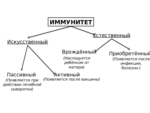 ИММУНИТЕТ Естественный Искусственный Врождённый Приобретённый (Наследуется ребёнком от матери) (Появляется после инфекции, болезни.) Активный Пассивный (Появляется после вакцины) (Появляется при действии лечебной сыворотки) 