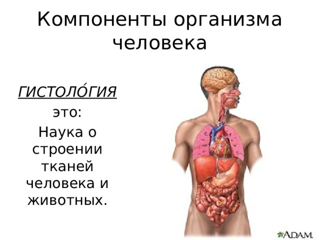 Компоненты организма человека ГИСТОЛО́ГИЯ это: Наука о строении тканей человека и животных. 