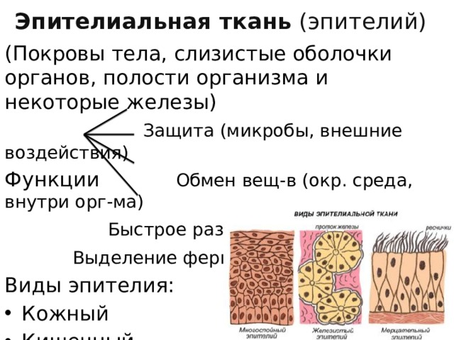 Эпителиальная ткань  (эпителий) (Покровы тела, слизистые оболочки органов, полости организма и некоторые железы)   Защита (микробы, внешние воздействия) Функции   Обмен вещ-в (окр. среда, внутри орг-ма)    Быстрое размножение (Кожа)    Выделение ферментов Виды эпителия: Кожный Кишечный Дыхательный 