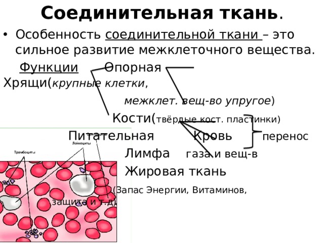 Соединительная ткань . Особенность соединительной ткани – это сильное развитие межклеточного вещества.  Функции  Опорная  Хрящи( крупные клетки ,        межклет. вещ-во упругое )        Кости( твёрдые кост. пластинки)     Питательная  Кровь   перенос        Лимфа газа и вещ-в        Жировая ткань        (Запас Энергии, Витаминов,        защита и т.д) 