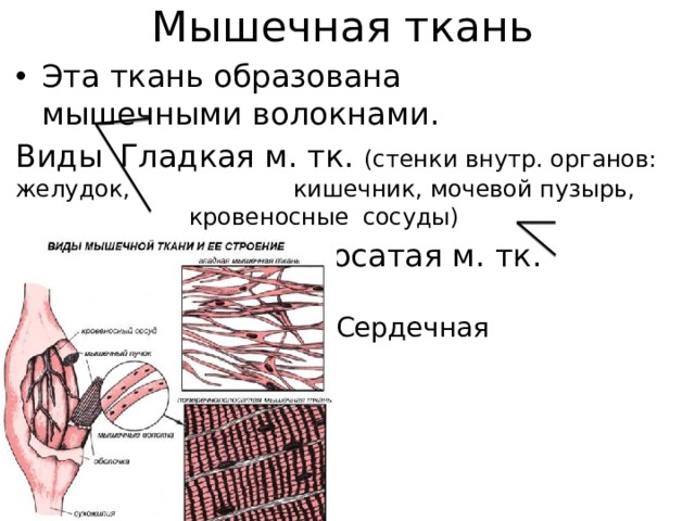 Мышечная ткань Эта ткань образована мышечными волокнами.  Виды  Гладкая м. тк. (стенки внутр. органов: желудок,      кишечник, мочевой пузырь,       кровеносные  сосуды)   Поперечно-полосатая м. тк. Скелетная         Сердечная 