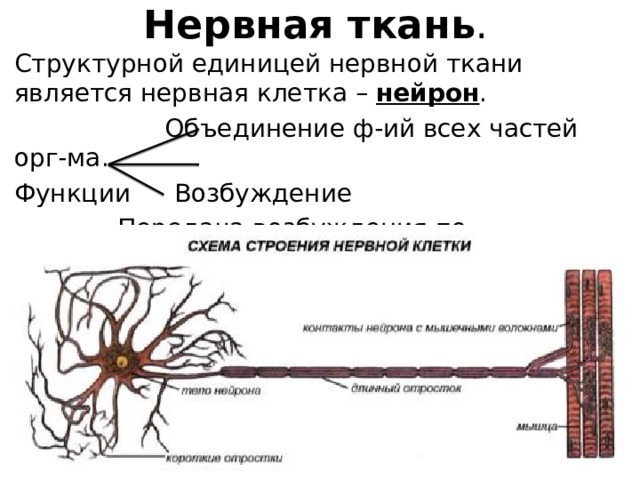 Нервная ткань . Структурной единицей нервной ткани является нервная клетка – нейрон .    Объединение ф-ий всех частей орг-ма. Функции   Возбуждение    Передача возбуждения по нерв.волокнам. 