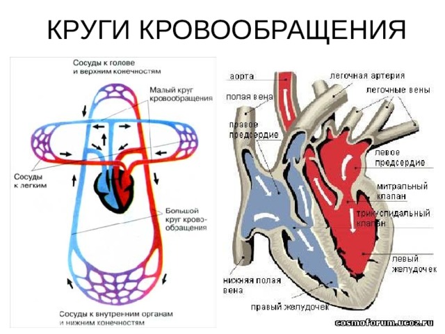 КРУГИ КРОВООБРАЩЕНИЯ 