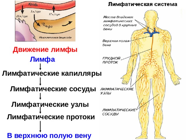 Движение лимфы Лимфа Лимфатические капилляры Лимфатические сосуды Лимфатические узлы Лимфатические протоки В верхнюю полую вену 