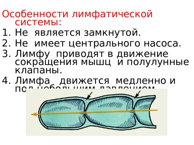 Особенности лимфатической системы:  Не является замкнутой. Не имеет центрального насоса. Лимфу приводят в движение сокращения мышц и полулунные клапаны. Лимфа движется медленно и под небольшим давлением. 