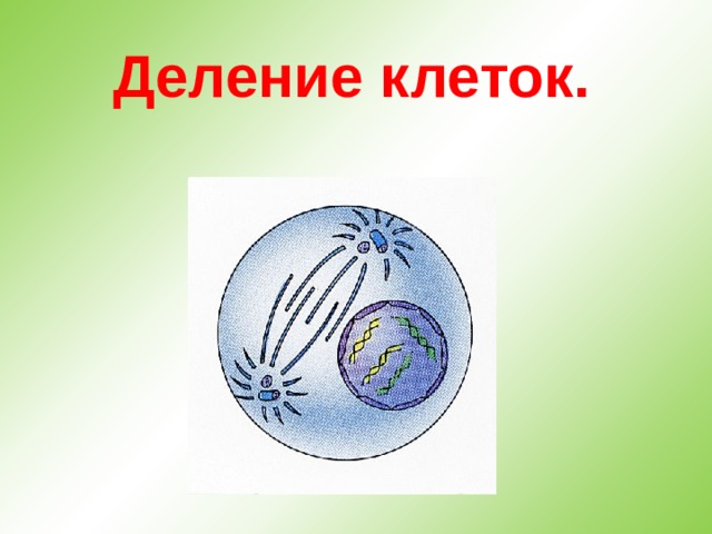 Деление клеток.   