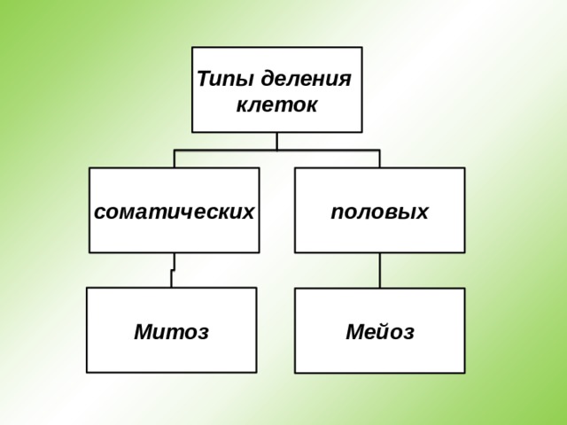 Типы деления клеток соматических половых Митоз Мейоз 