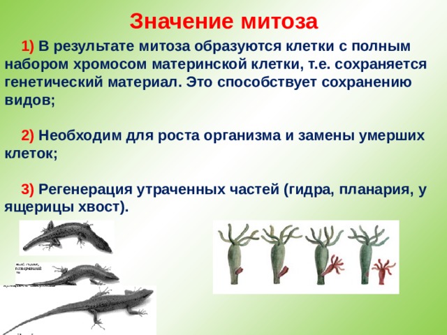 Значение митоза 1) В результате митоза образуются клетки с полным набором хромосом материнской клетки, т.е. сохраняется генетический материал. Это способствует сохранению видов;  2) Необходим для роста организма и замены умерших клеток;  3) Регенерация утраченных частей (гидра, планария, у ящерицы хвост).  