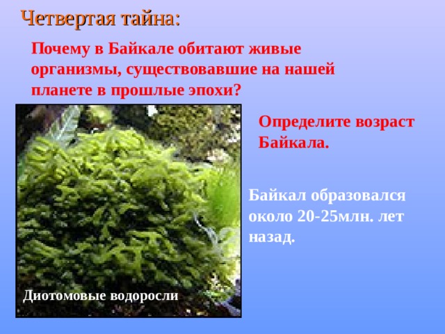 Четвертая тайна: Почему в Байкале обитают живые организмы, существовавшие на нашей планете в прошлые эпохи? Определите возраст Байкала.  Байкал образовался около 20-25млн. лет назад. Диотомовые водоросли 