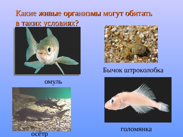 Какие живые организмы могут обитать в таких условиях? Бычок штроколобка омуль голомянка осётр 