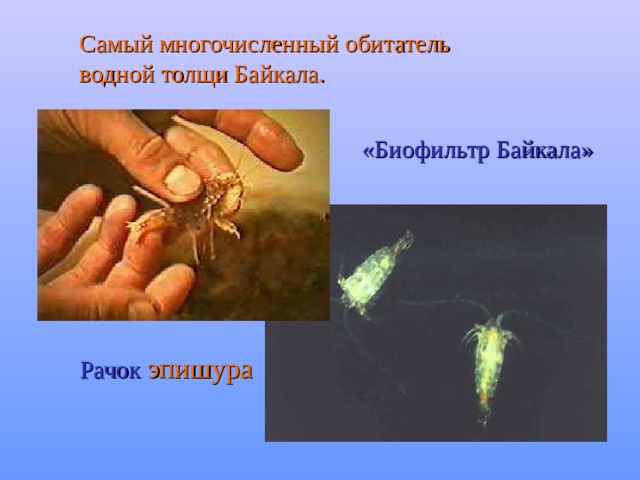 Самый многочисленный обитатель водной толщи Байкала. «Биофильтр Байкала» Рачок эпишура 