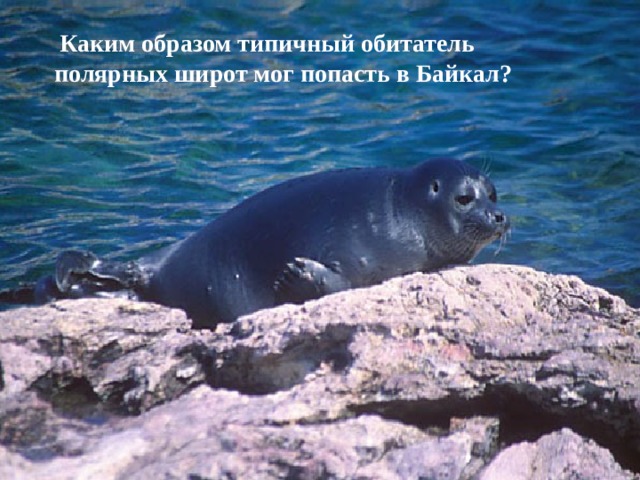  Каким образом типичный обитатель полярных широт мог попасть в Байкал? 