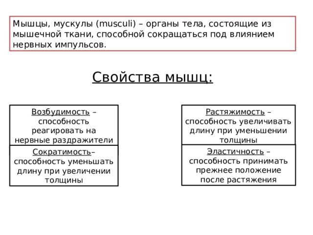 Мышцы, мускулы (musculi) – органы тела, состоящие из мышечной ткани, способной сокращаться под влиянием нервных импульсов. Свойства мышц: Возбудимость – способность реагировать на нервные раздражители - импульсы Растяжимость – способность увеличивать длину при уменьшении толщины Эластичность – способность принимать прежнее положение после растяжения Сократимость – способность уменьшать длину при увеличении толщины 