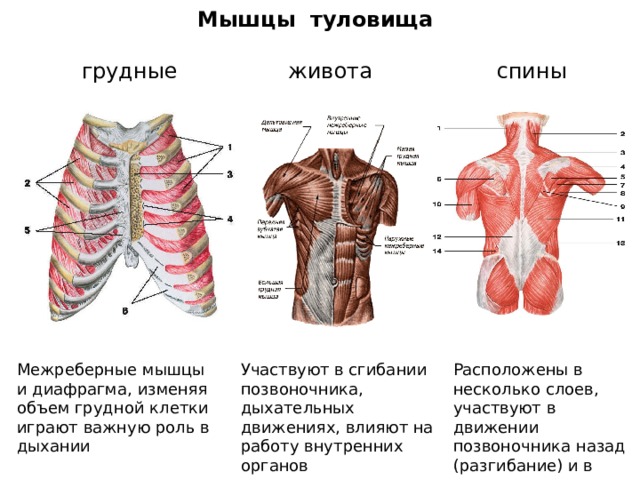 Мышцы туловища грудные живота спины Межреберные мышцы и диафрагма, изменяя объем грудной клетки играют важную роль в дыхании Участвуют в сгибании позвоночника, дыхательных движениях, влияют на работу внутренних органов Расположены в несколько слоев, участвуют в движении позвоночника назад (разгибание) и в стороны 