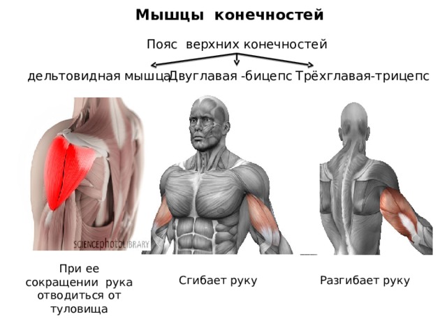 Мышцы конечностей Пояс верхних конечностей дельтовидная мышца Двуглавая -бицепс Трёхглавая-трицепс При ее сокращении рука отводиться от туловища Сгибает руку Разгибает руку 