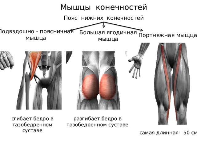 Мышцы конечностей Пояс нижних конечностей Подвздошно - поясничная мышца Большая ягодичная мышца Портняжная мыщца сгибает бедро в тазобедренном суставе разгибает бедро в тазобедренном суставе самая длинная- 50 см 
