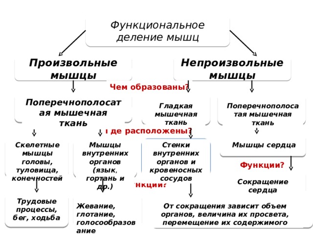 Функциональное деление мышц Непроизвольные мышцы Произвольные мышцы Чем образованы? Поперечнополосатая мышечная ткань Гладкая мышечная ткань Поперечнополосатая мышечная ткань Где расположены? Мышцы внутренних органов (язык , гортань и др.) Скелетные мышцы головы, туловища, конечностей Мышцы сердца Стенки внутренних органов и кровеносных сосудов Функции? Сокращение сердца Функции? Трудовые процессы, бег, ходьба Жевание, глотание, голосообразование От сокращения зависит объем органов, величина их просвета, перемещение их содержимого 