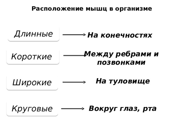 Расположение мышц в организме Длинные На конечностях Короткие Между ребрами и позвонками На туловище Широкие Вокруг глаз, рта Круговые 