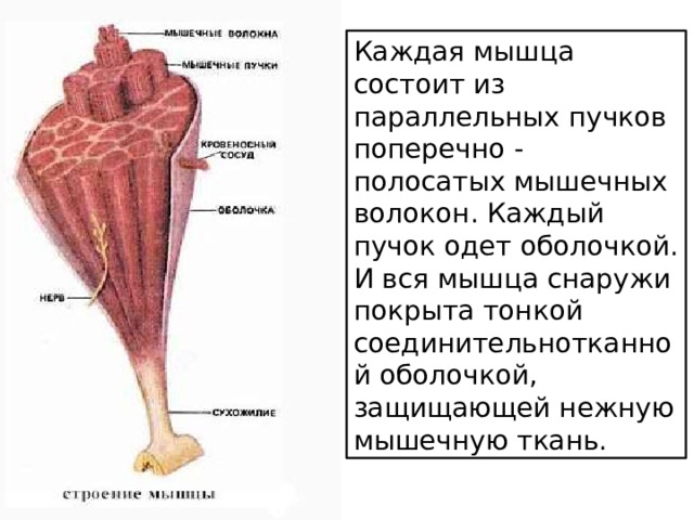 Каждая мышца состоит из параллельных пучков поперечно - полосатых мышечных волокон. Каждый пучок одет оболочкой. И вся мышца снаружи покрыта тонкой соединительнотканной оболочкой, защищающей нежную мышечную ткань. 