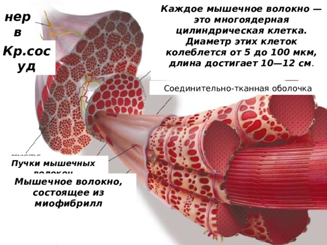 Каждое мышечное волокно — это многоядерная цилиндрическая клетка. Диаметр этих клеток колеблется от 5 до 100 мкм, длина достигает 10—12 см . нерв Кр.сосуд Соединительно-тканная оболочка Пучки мышечных волокон Мышечное волокно, состоящее из миофибрилл 