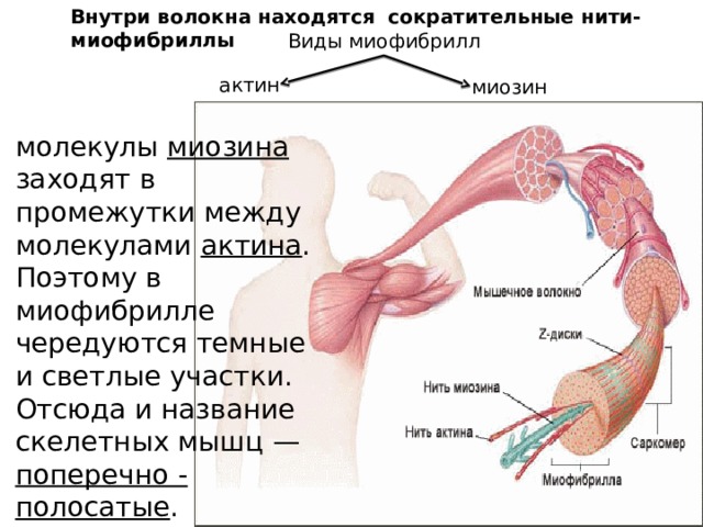 Внутри волокна находятся сократительные нити-миофибриллы Виды миофибрилл актин миозин молекулы миозина заходят в промежутки между молекулами актина . Поэтому в миофибрилле чередуются темные и светлые участки. Отсюда и название скелетных мышц — поперечно - полосатые . 
