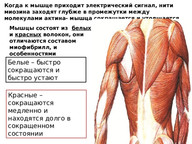 Когда к мышце приходит электрический сигнал, нити миозина заходят глубже в промежутки между молекулами актина- мышца сокращается и утолщается Мышцы состоят из белых и красных волокон, они отличаются составом миофибрилл, и особенностями сокращения Белые – быстро сокращаются и быстро устают Красные – сокращаются медленно и находятся долго в сокращенном состоянии 