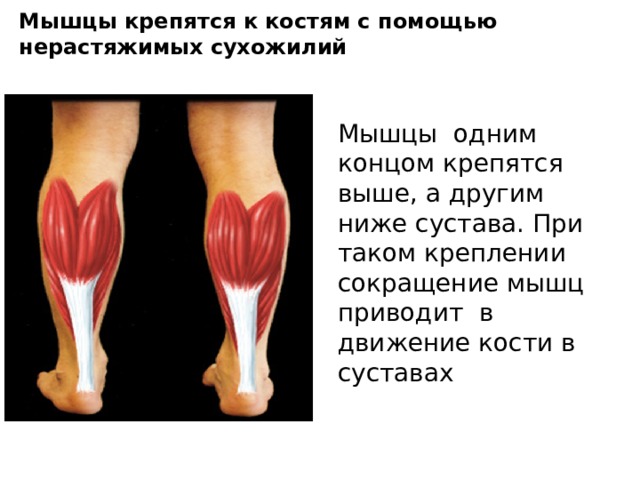 Мышцы крепятся к костям с помощью нерастяжимых сухожилий Мышцы одним концом крепятся выше, а другим ниже сустава. При таком креплении сокращение мышц приводит в движение кости в суставах 