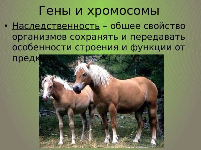 Гены и хромосомы Наследственность – общее свойство организмов сохранять и передавать особенности строения и функции от предков потомству. 